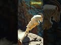 Goat Struck by Lightning: Shocking Fall from the Cliff! 🐐⚡🏔️