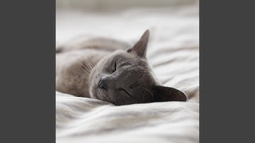 Sublime Ambience for Mysterious Cat Behavior