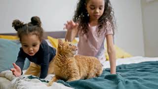 9 Things Your Cat Hates!! #cats #cat #catshorts #petsrule #kitten