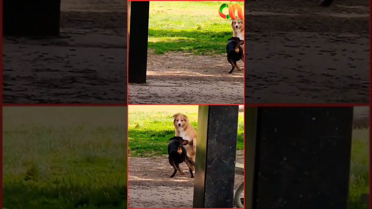 என்னம்மா கண்ணு சௌக்கியமா? #channelon #rajinikanth #jallikattu​ #dog​ #avaniyapuram #vijay #dhanush