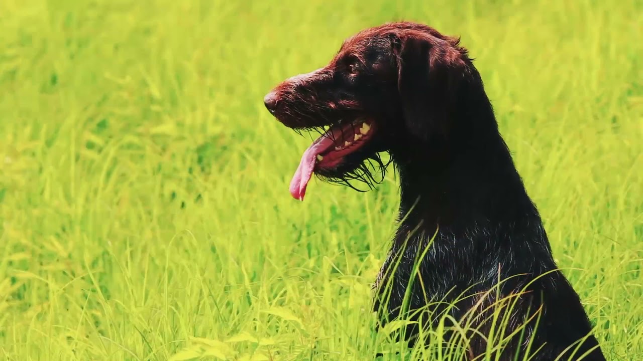 Aberdeen, South Dakota Pheasant Hunting YouTube