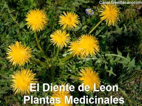 El Diente de Leon para desintoxicar el organismo camera iphone 8 plus apk
