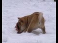 Shun You Kensha Shiba Babies 2008 Shun You Kensha Shiba Babies 2008