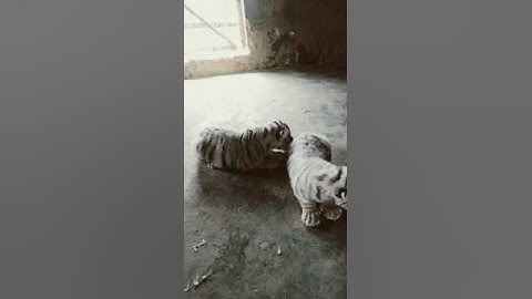 Cute 10 Days Old White Tiger Cub | Nouman Hassan |
