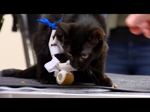 Videó: Pet Scoop: hajléktalan cica kap protézis lábát, tanulmányok kutyák háziasított kétszer