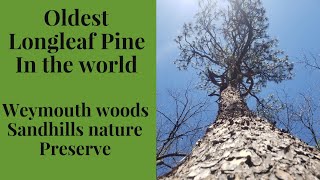 Oldest Longleaf Pine- Weymouth Woods Sand Hills Nature Preserve- VLOG 41