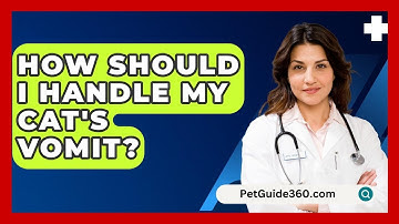 How Should I Handle My Cat