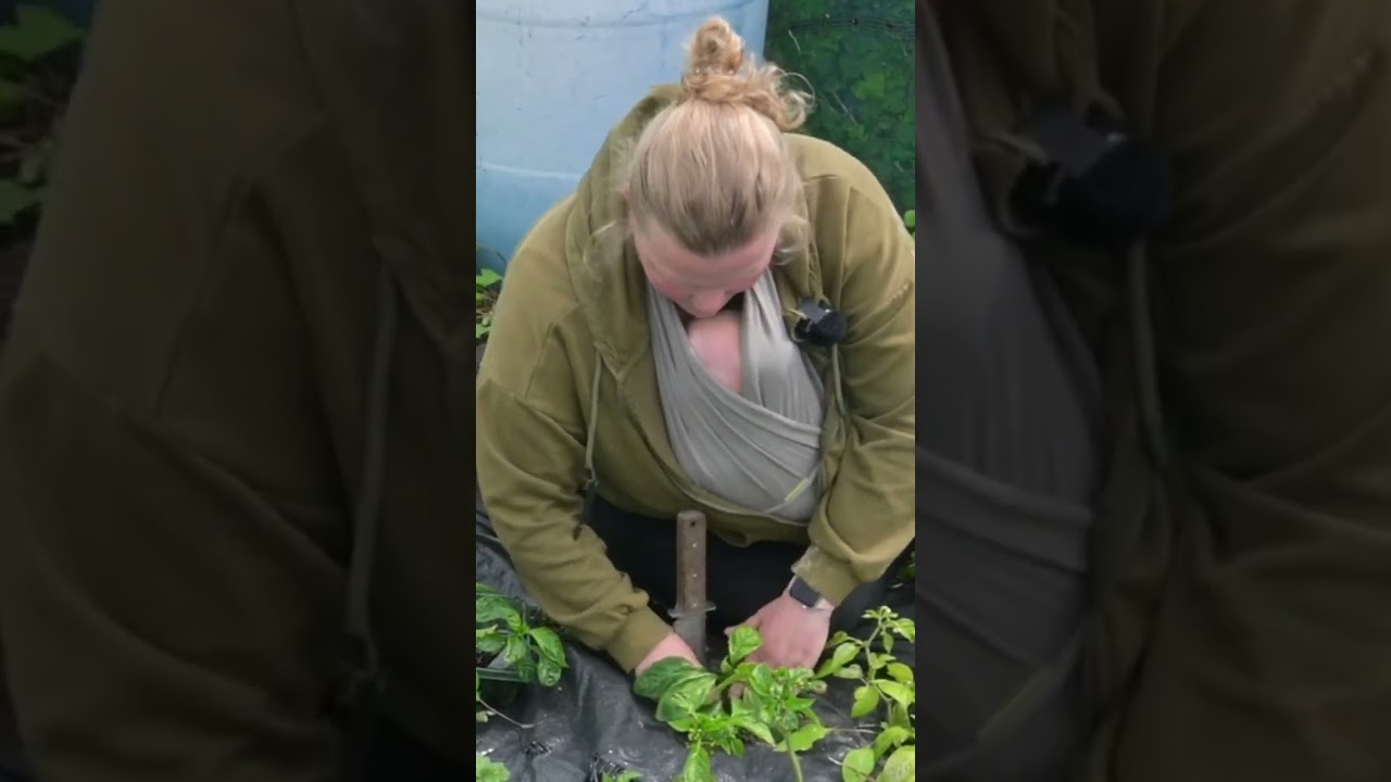 The GREAT Planting: Planting out a TON of peppers