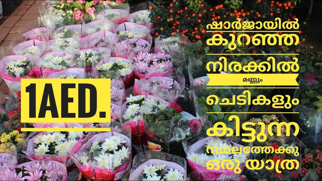 Plants Nursery In Sharjah Uae Plants Street In Sharjah Uae YouTube