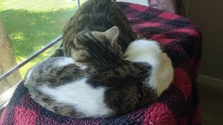 Lazy Playtime with the Kitties by Anne 370 views 13 days ago 1 minute, 52 seconds