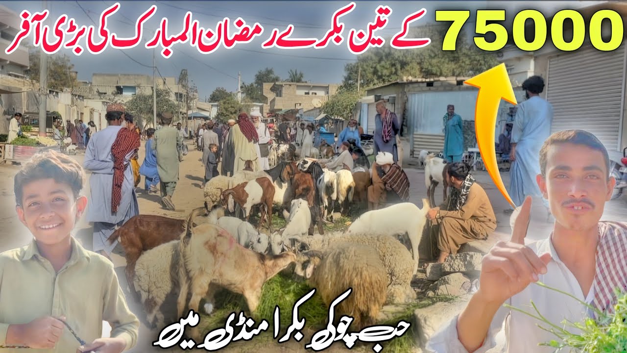 Hub Chowki Bakra Mandi Big Announcement | 75000 Rupees 3 Goat Offer 🔥💸