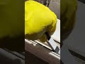 Tackling the door tracks 😅 how does sand even get in there? 🤷🏻♀️ #cleantok #cleaningtips #asmr