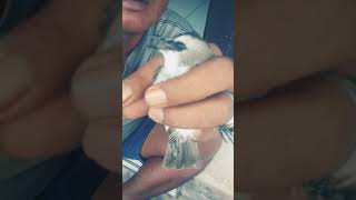 Download Lagu Burung crocokan ngoklik saat dipegang MP3