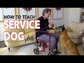 How to Teach Service Dog Skills to Your Dog