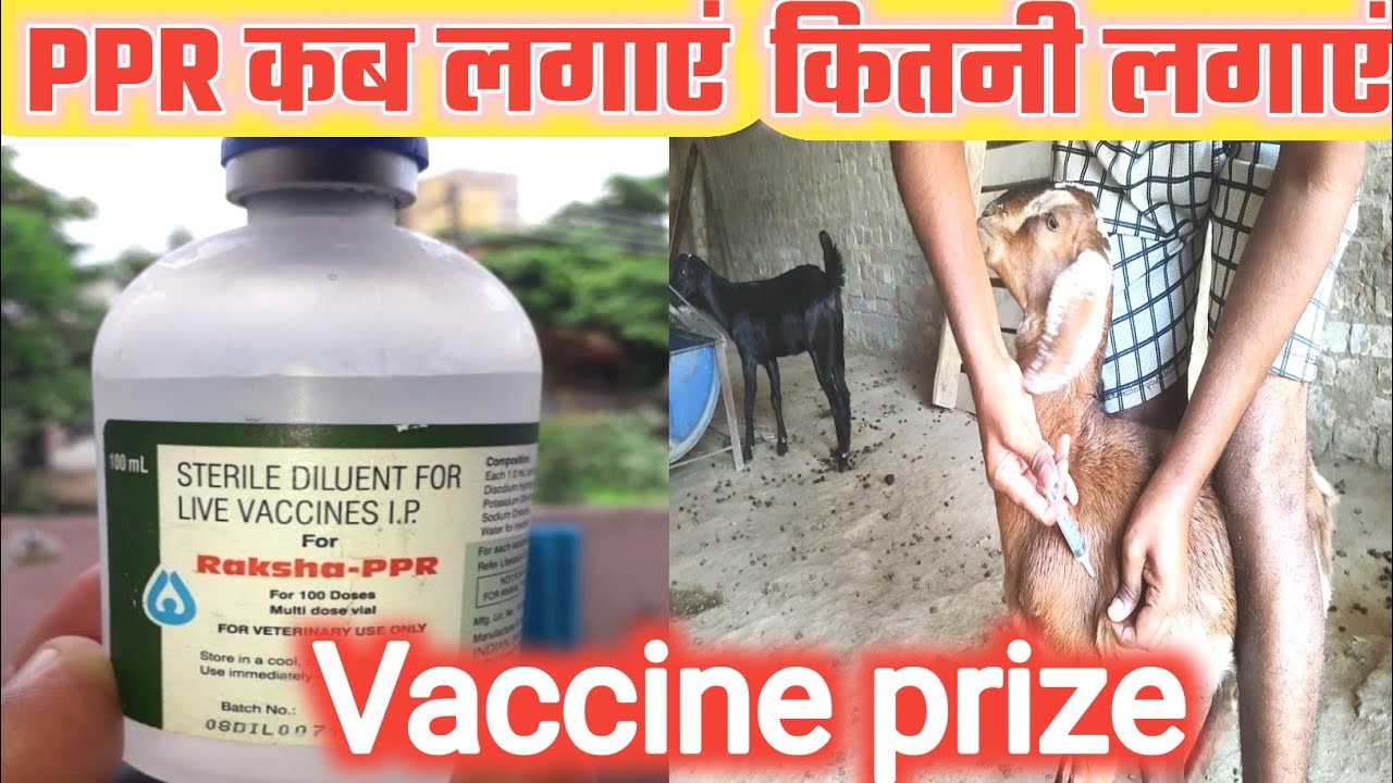 memno-me-ppr-vaccine-kab-lagana-chahiye-vimalumrao-youtube