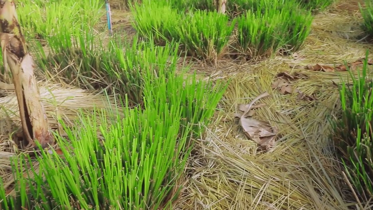 สารคดีเชิงข่าว สืบสาน สร้างสุข ปวงประชา : หญ้าแฝก ฟื้นฟู