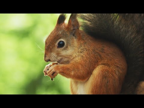 Можно ли держать белку дома
