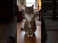 Daily AI Cat 0081 IT'S EMPTY 💀 #cat #cute #cutecat