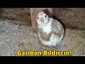 Bıldırcınların Son Durumu!-Ahmetin Tavukları-2#Tekirdağ#civciv#horoz#tavuk#kümes