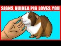 12 Signs Your Guinea Pig Really Loves You