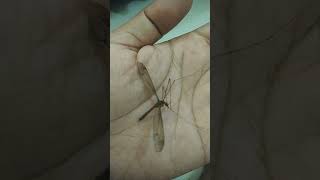 apakah ini yg disebut nyamuk terbesar di dunia ??? 😱😱😱