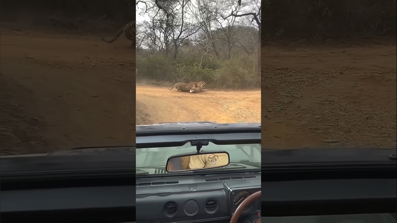 இந்த புலிகளின் புத்திசாலித்தனம் |How tigers turn the noise from safaris to their advantage?