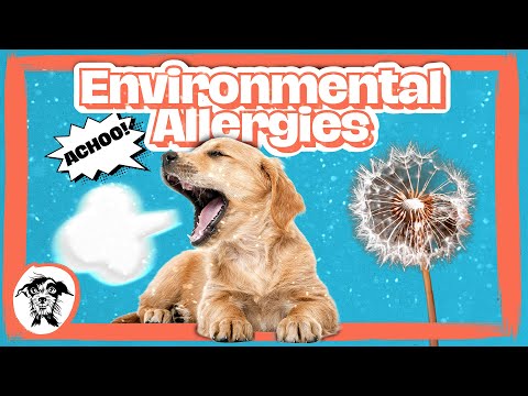 003 Environmental Allergies in Pets How to Help Your Itchy Dog or Cat