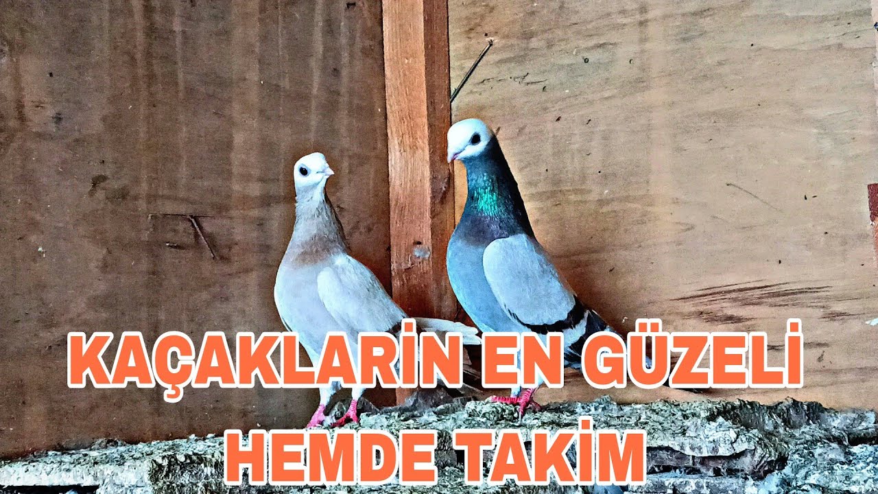 KAÇAKLARİN EN GÜZELİNİ YAKALADAİM HEMDE TAKİM OLARAK