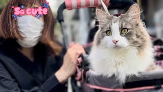 Norwegian Forest Cat had become huge ❗️ It was true that he was an adult cat at 3 years old by Talking weegieTV Richard 301 views 6 months ago 5 minutes, 7 seconds