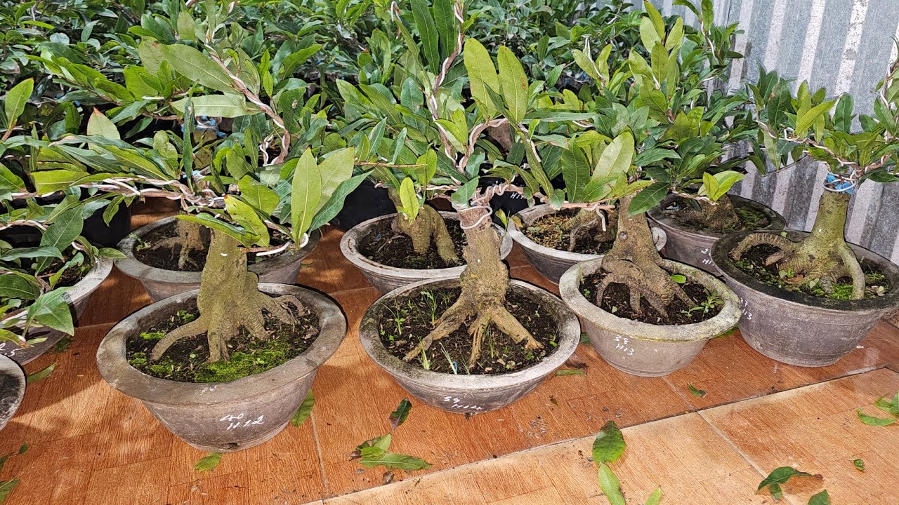 CHIỀU 27/2🥰0368.79.79.89🥰18 CÂY  NHƯ  Ý 270K/CÂY BAO SHIP 