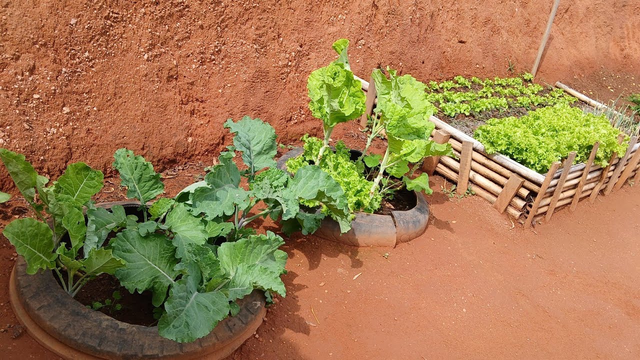 Mostrando a horta da minha mãe e tratando dos peixinhos ornamental 