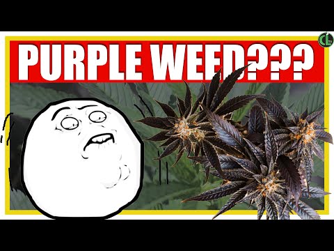 Purple Weed How To Grow More Colorful Bud