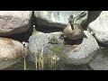 Cute baby ducklings in our koi pond