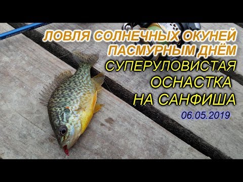 Солнечные окуни С КАЖДОГО ЗАБРОСА! Уловистая оснастка на САНФИША.