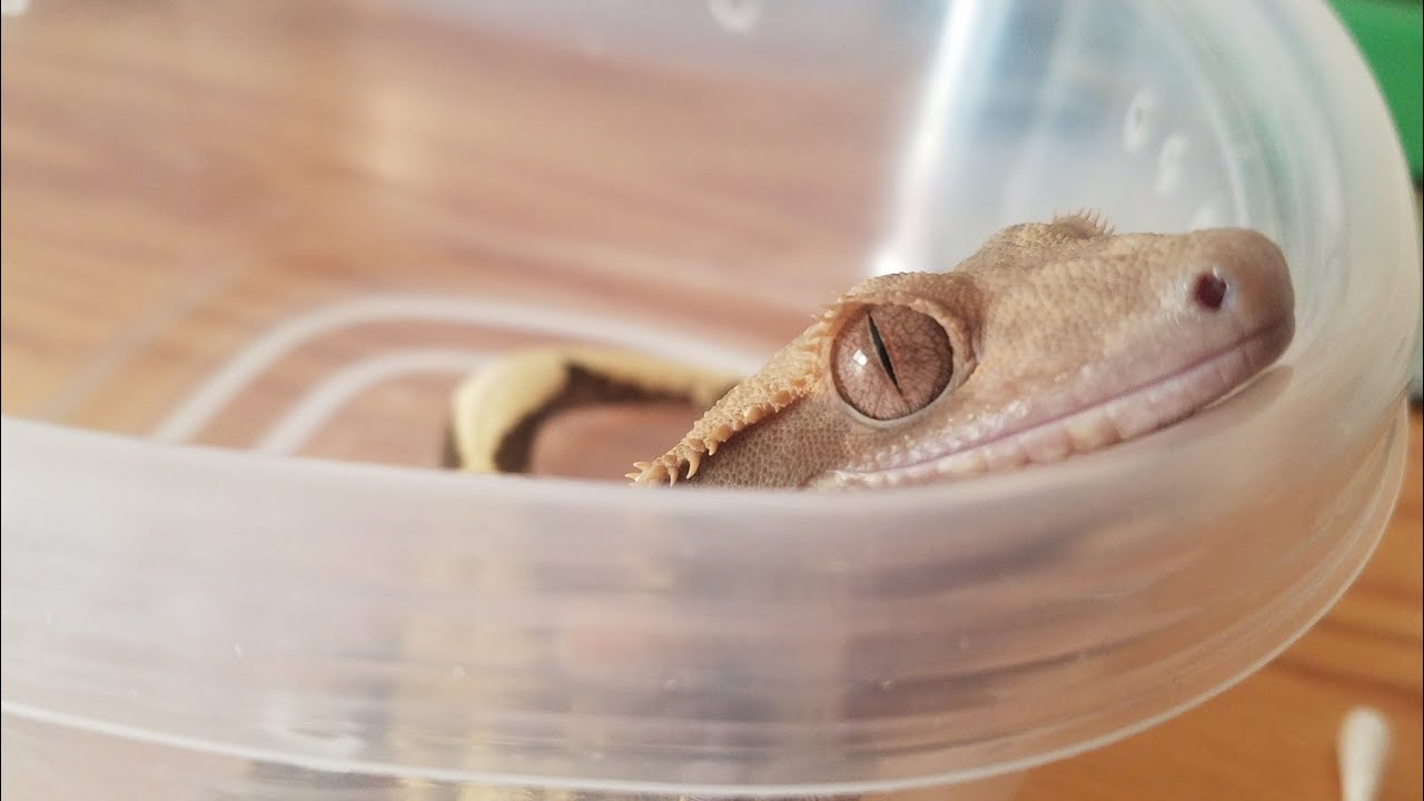 Tips On How To Remove Stuck Toe Shed On Crested Geckos