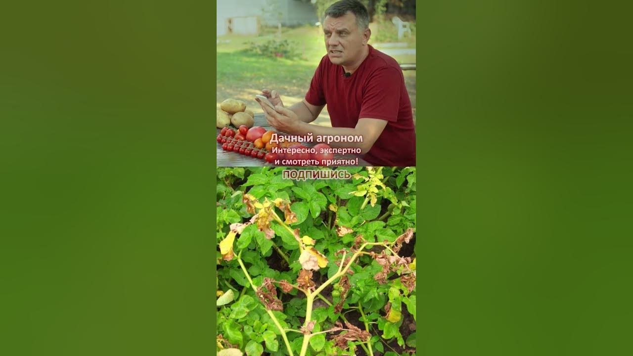 Дачный агроном картофель. Дачный агроном посадка картофеля. Дачный агроном сидерация. Дачный агроном картофель. Дачный агроном грисюк.