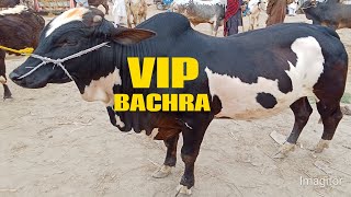 Paroa Cow Mandi Rates 2026 Today ! Pure Sahiwal &amp; Cholistani Cows ! Brahman Nukra Gulabi Bachre