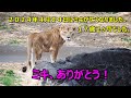 ミキ、ありがとう！　～ミキが旅立ちました～　Lion (ライオン)　多摩動物公園