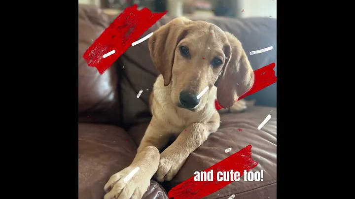 Doodle Rock Rescue  - Meet Irving and Otto!