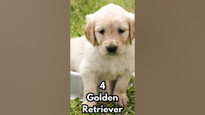 I 10 Cani🐶 più Intelligenti al Mondo #shorts | Top10 Info