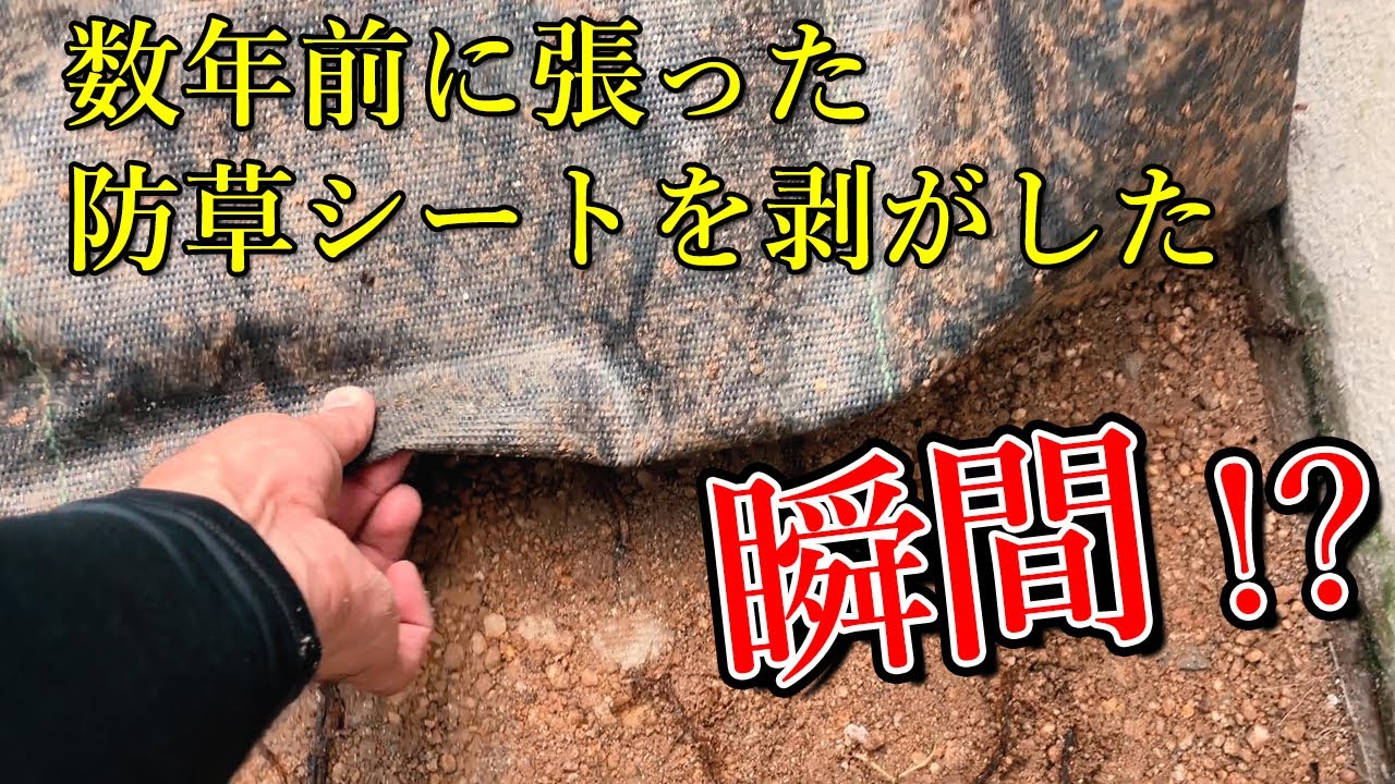 防草シートを張って数年後。シートの下は実はこうなっています…【玄関前におしゃれ花壇を造る＃１話】
