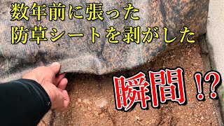 防草シートを張って数年後。シートの下は実はこうなっています…【玄関前におしゃれ花壇を造る話】