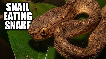 Snail Snake Facts: the Snail-eating SNAKE 🐍 Animal Fact Files
