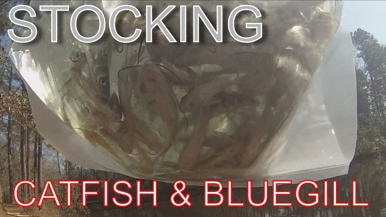 Pond Stocking Catfish and Bluegill