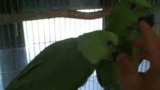 Yellow Naped and Double Yellow Headed (Magna) baby parrots