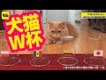 あのパウルを超えろ！ インフルエンサー犬・猫がワールドカップを占うぞ！
