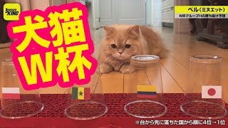あのパウルを超えろ！ インフルエンサー犬・猫がワールドカップを占うぞ！