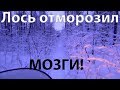 Лось отморозил МОЗГИ