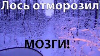 Лось отморозил МОЗГИ Лось отморозил МОЗГИ