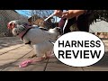 LOVE OR HATE? THE ULTIMATE CHICKEN LEASH REVIEW | WATCH THIS BEFORE YOU BUY